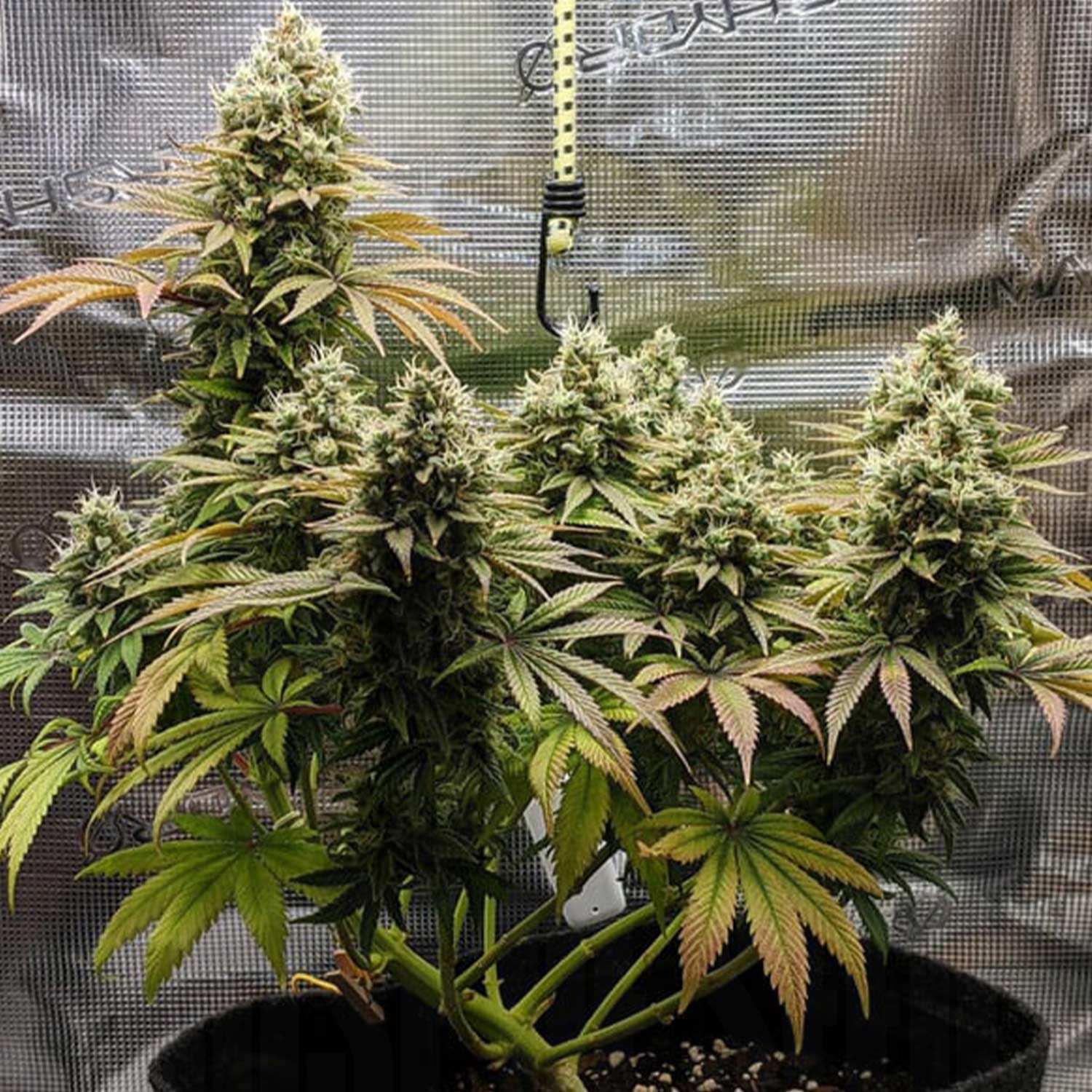 Lemon Shining Silver Haze von Royal Queen Seeds mit weißen Buds und grün-gelben Blättern im schwarzen Topf im Grow-Zelt