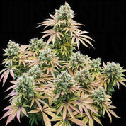 Lemon Shining Silver Haze von Royal Queen Seeds mit frostigen Knospen und grün-lila-gelben Blättern vor schwarzem Hintergrund