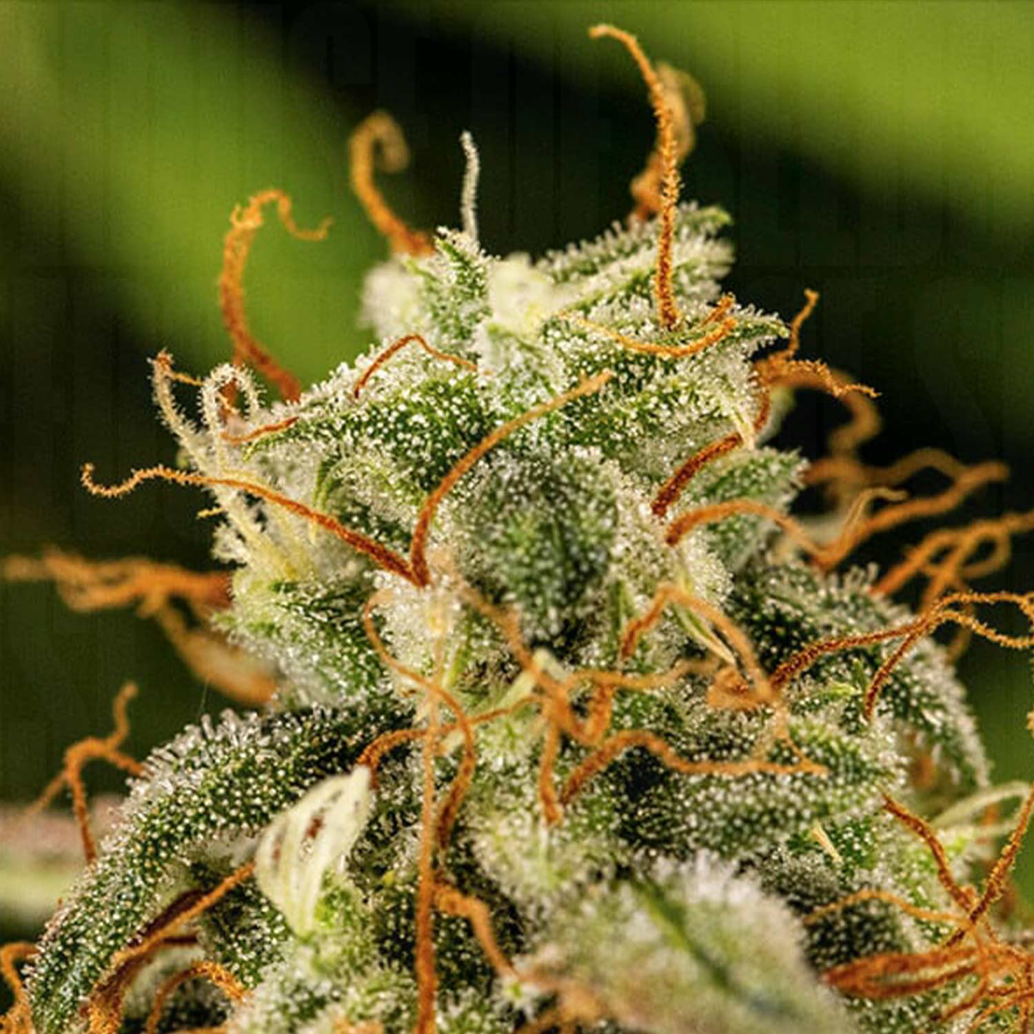 Nahaufnahme einer Milky Way F1 Auto von Royal Queen Seeds mit Trichomen, orange-braunen Stempeln und grünen Blättern vor grünem Hintergrund