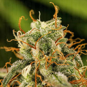 Nahaufnahme einer Milky Way F1 Auto von Royal Queen Seeds mit Trichomen, orange-braunen Stempeln und grünen Blättern vor grünem Hintergrund