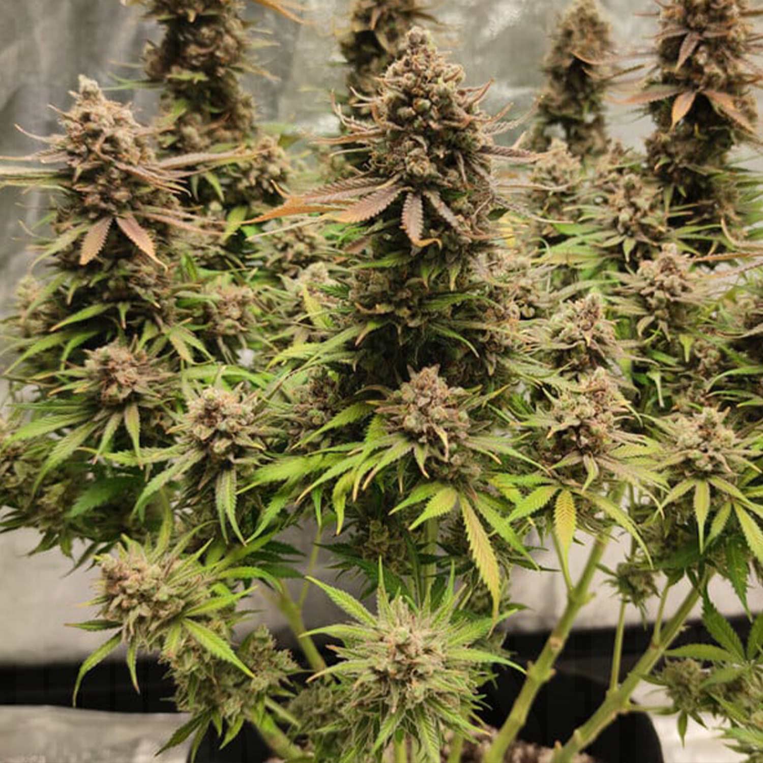 Nahaufnahme North Thunderfuck von Royal Queen Seeds mit dichten Knospen, grünen und lila Blättern