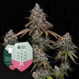 O.G. Kush