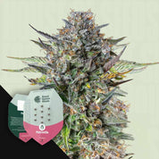 RQS-PG-0