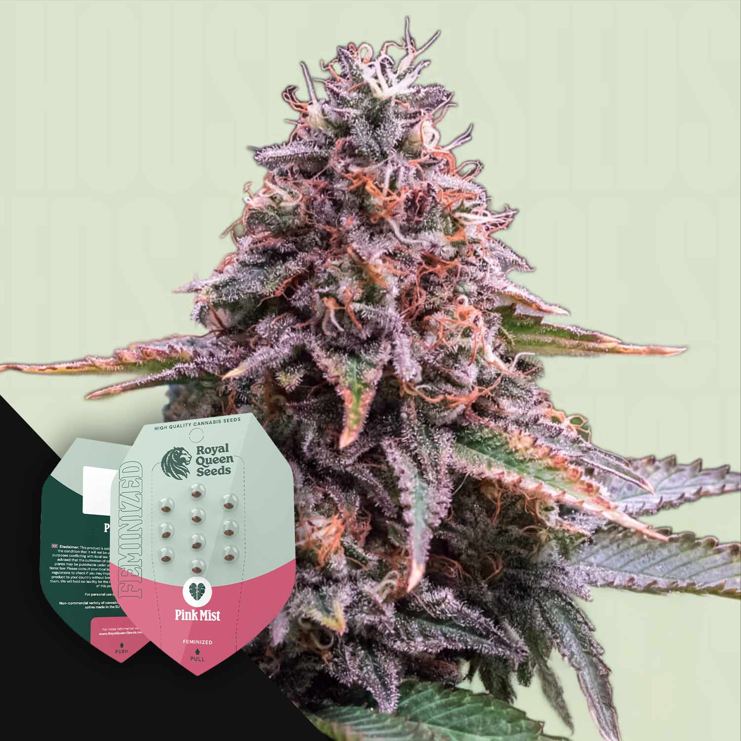 RQS-PG-0