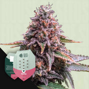 RQS-PG-0