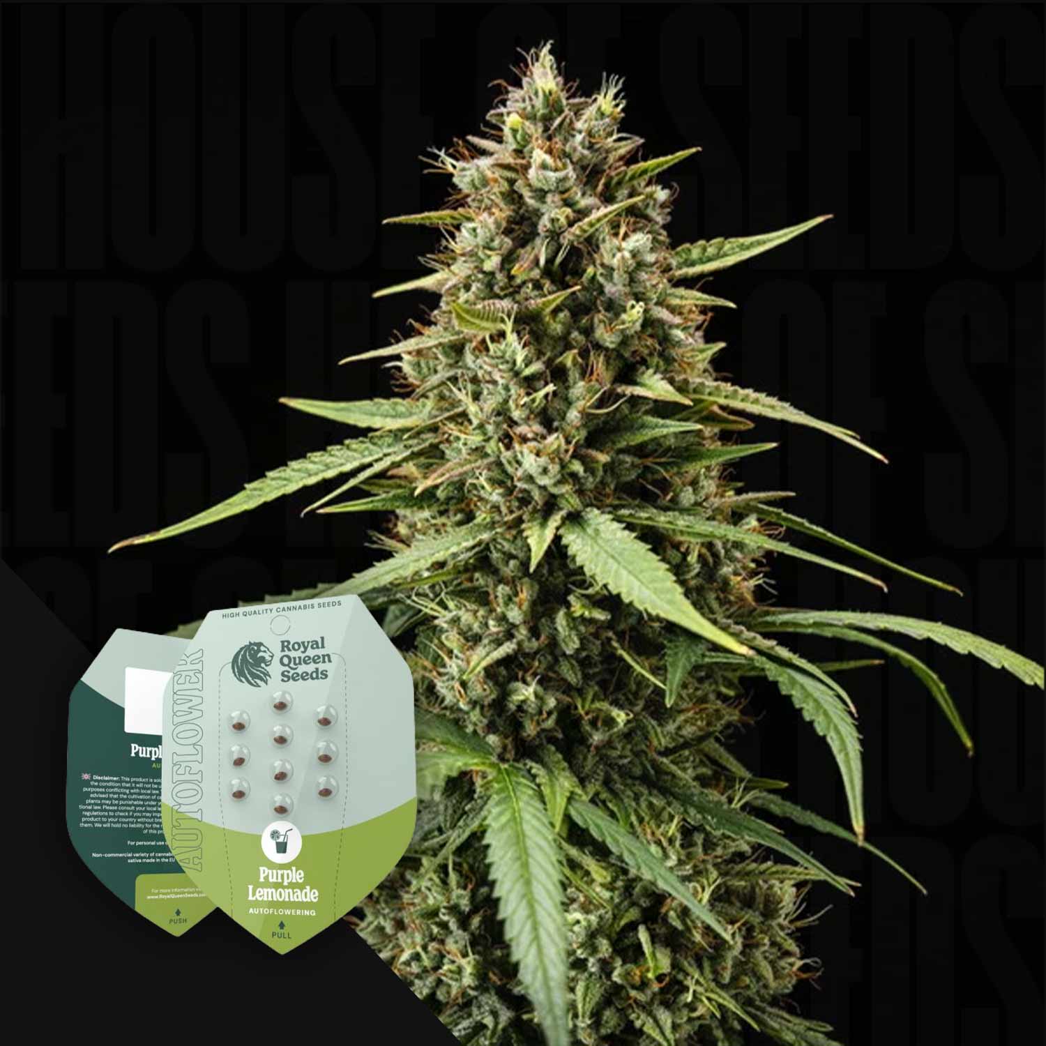 Hohe Cannabis-Pflanze mit dichten Knospen; Purple Lemonade Auto von Royal Queen Seeds-Paket in der unteren linken Ecke.