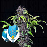 Purplematic