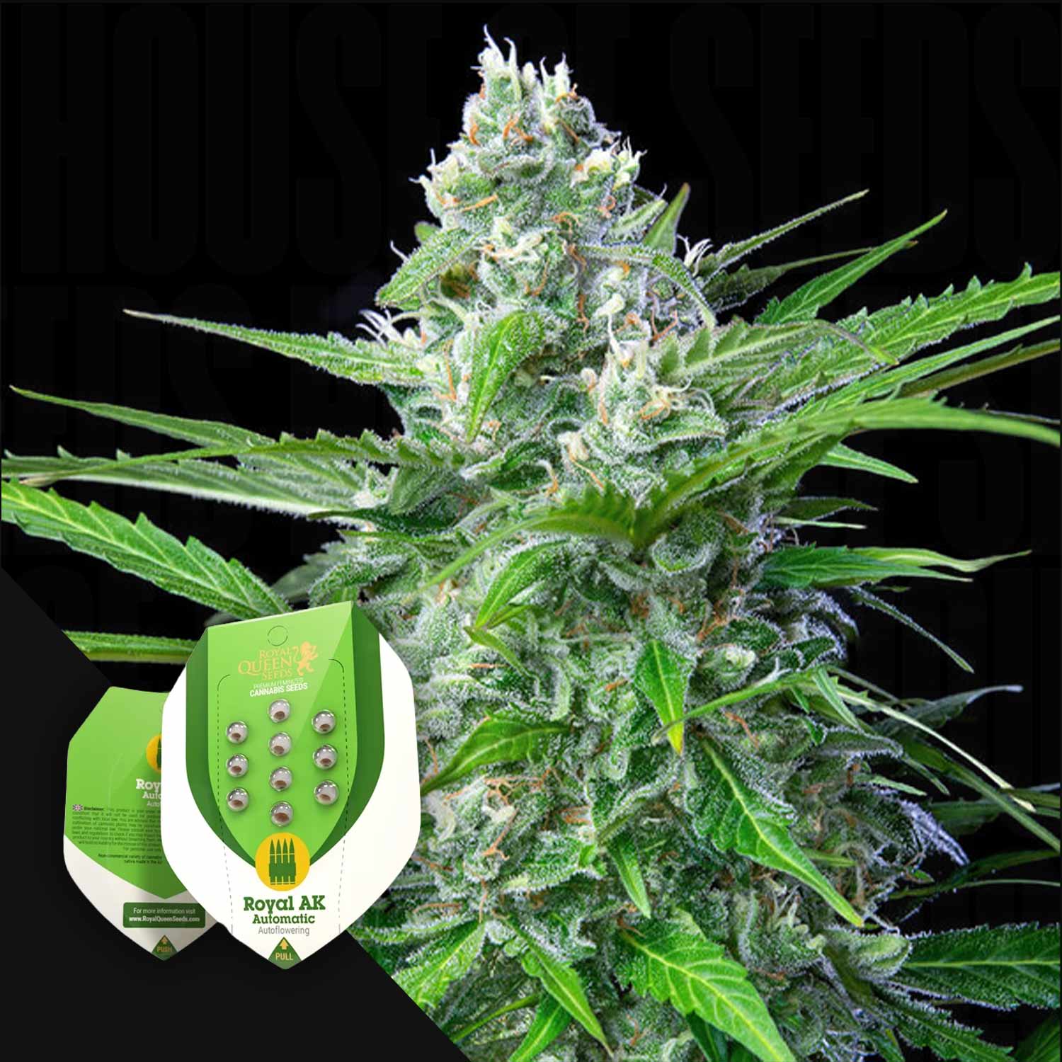 Nahaufnahme einer frostigen Cannabispflanze mit der Royal AK Auto-Samenverpackung von Royal Queen Seeds im Vordergrund.