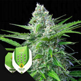 Royal AK Auto