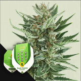 Royal Cheese Auto