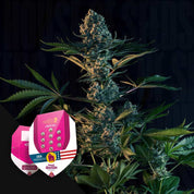 Hohe Royal Gorilla Pflanze mit dichten Knospen hinter zwei Royal Queen Seeds Samenpaketen mit USA-Flagge und Logo