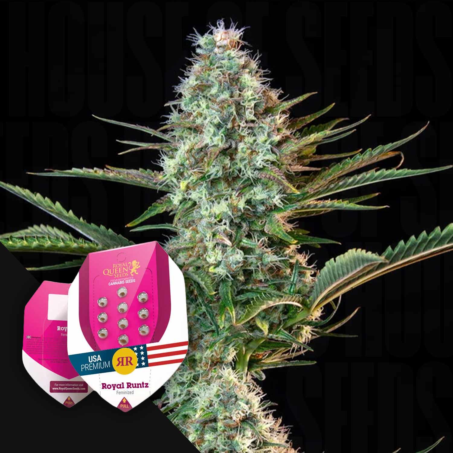 Nahaufnahme einer Cannabispflanze mit Royal Queen Seeds' Royal Runtz-Samenpackungen im Vordergrund.