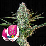 RQS-RR-0
