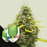 Royal Runtz Auto