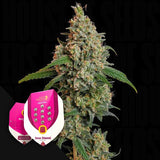 Sour Diesel