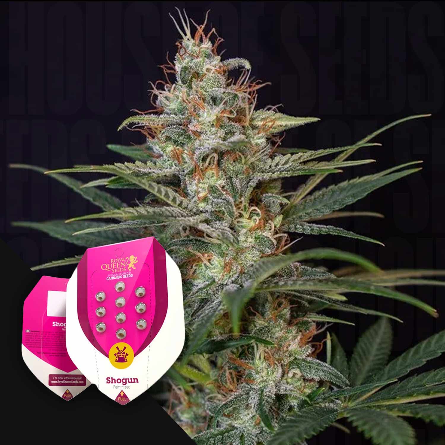RQS-SG-0