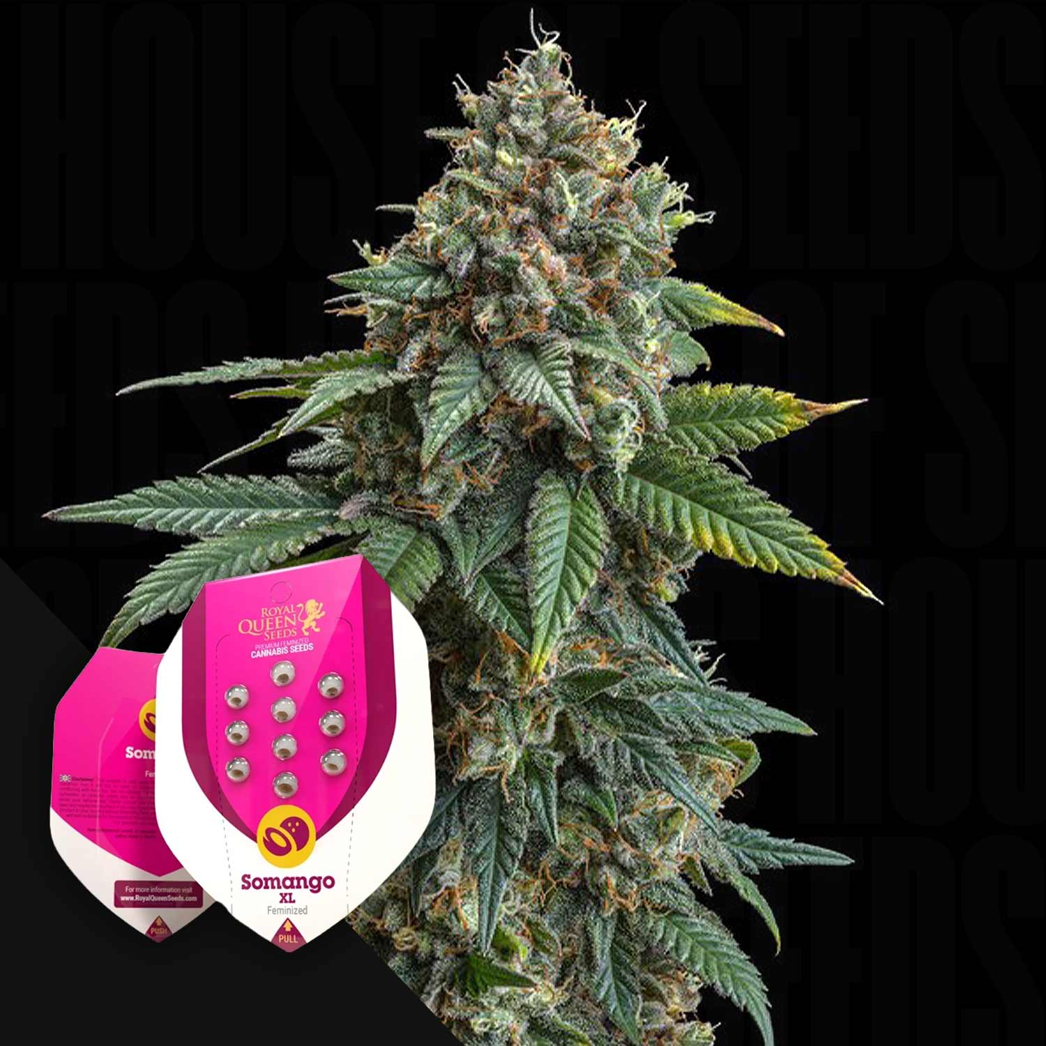 RQS-SOXL-0