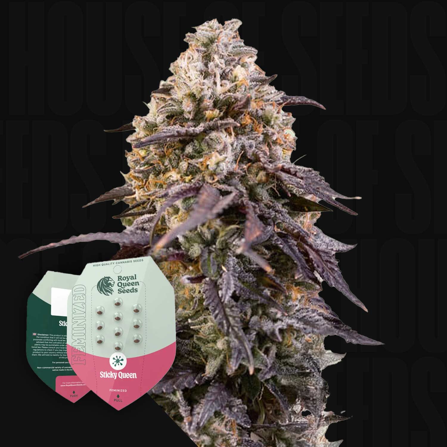 Nahaufnahme einer Cannabispflanze mit lila und grünen Blättern neben zwei Sticky Queen Samenpaketen von Royal Queen Seeds