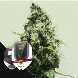 Skunk XL Regular