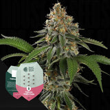 Tropicana Cookies Purple
