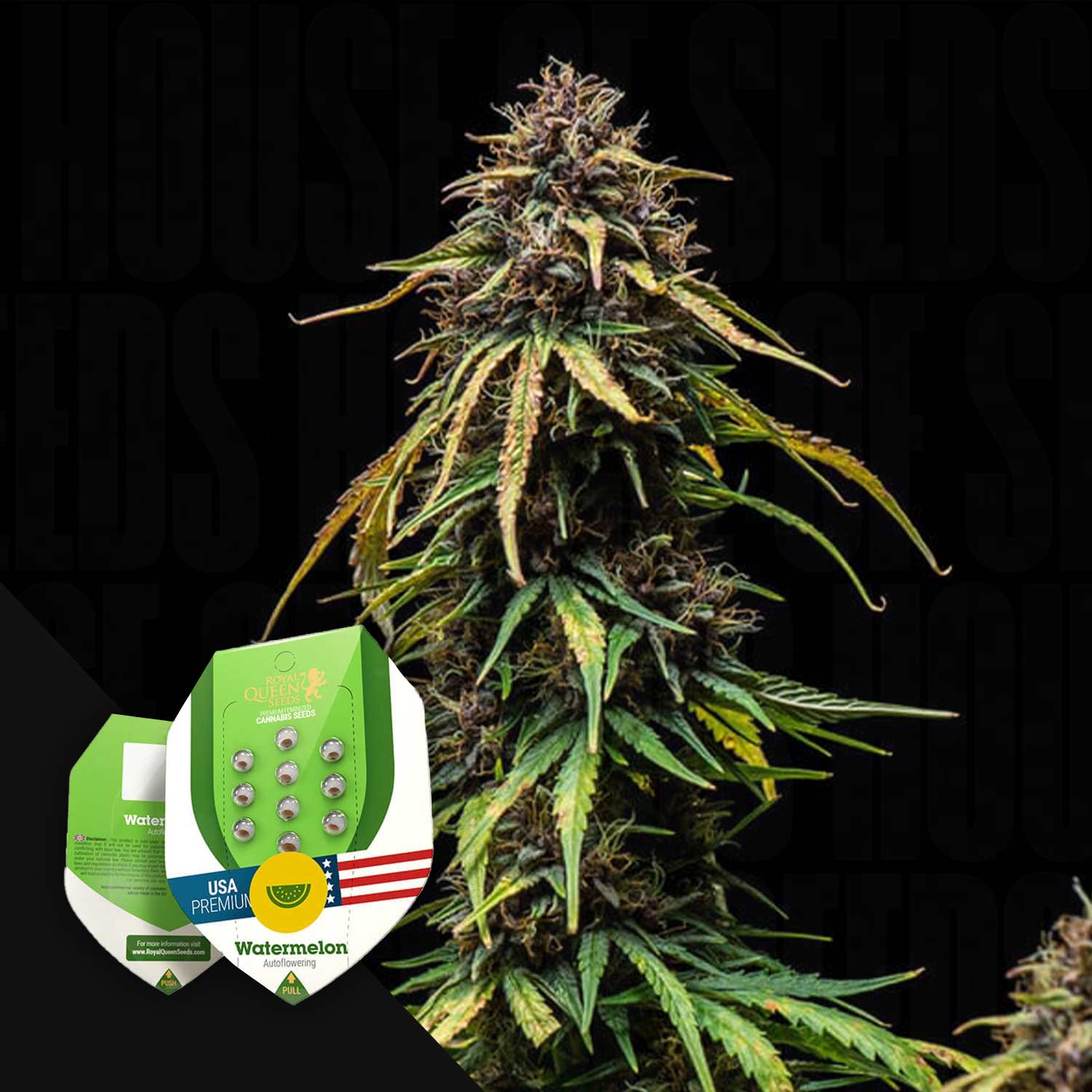Reife Cannabispflanze mit grünen und gelben Blättern, Watermelon AUTO Samenpaket von Royal Queen Seeds unten links