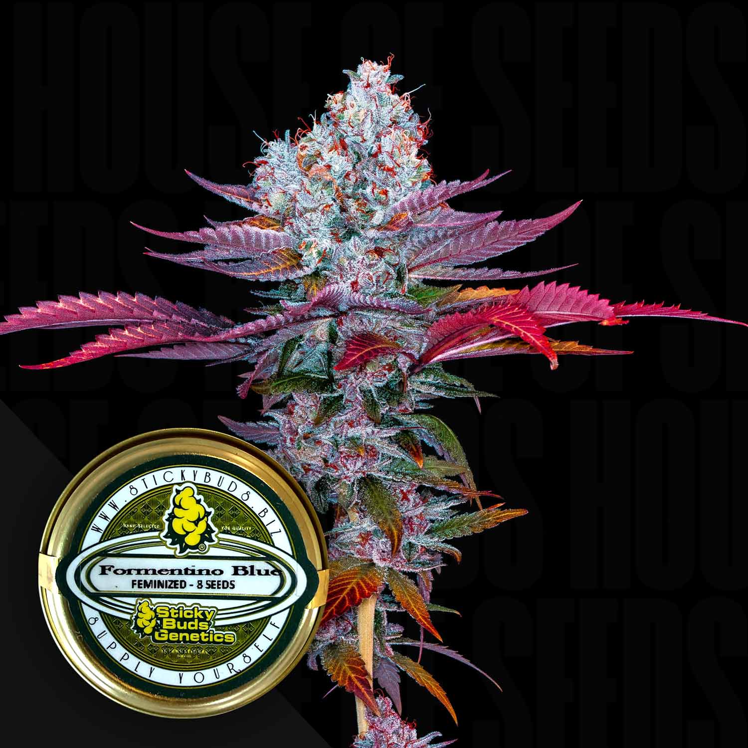 Nahaufnahme von Sticky Buds Formentino Blue Cannabis mit leuchtend lila Blättern und Samenbehälter im Vordergrund.