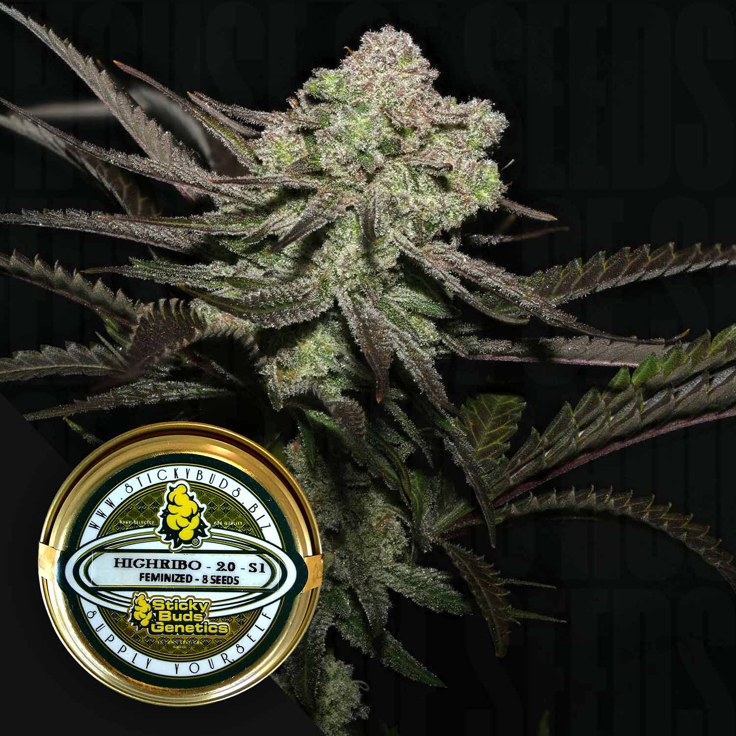 Nahaufnahme von frostigen Cannabisknospen und einem Sticky Buds Highribo 2.0 Samenbehälter im Vordergrund.