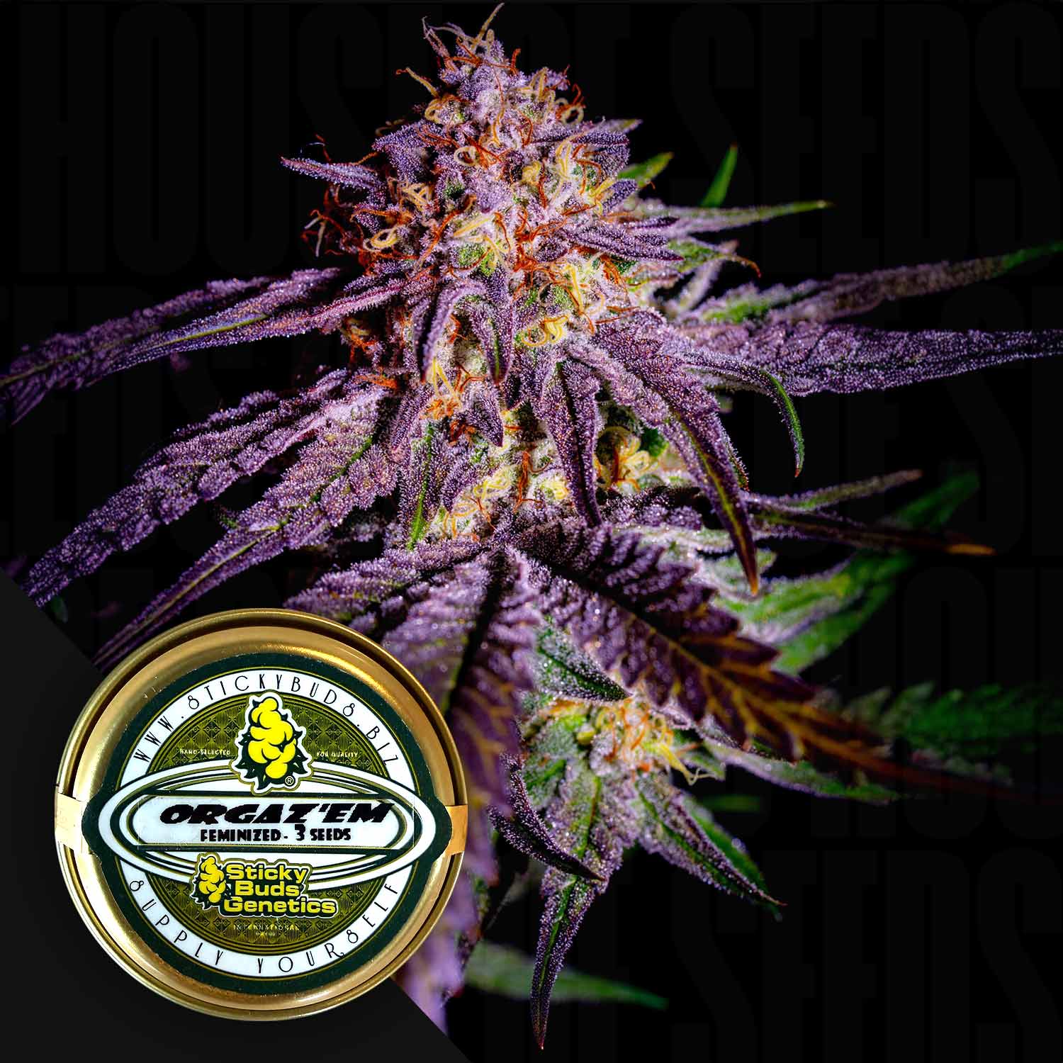 Nahaufnahme einer lila Cannabispflanze mit einem Orgaz'Em-Samenbehälter von Sticky Buds im Vordergrund.