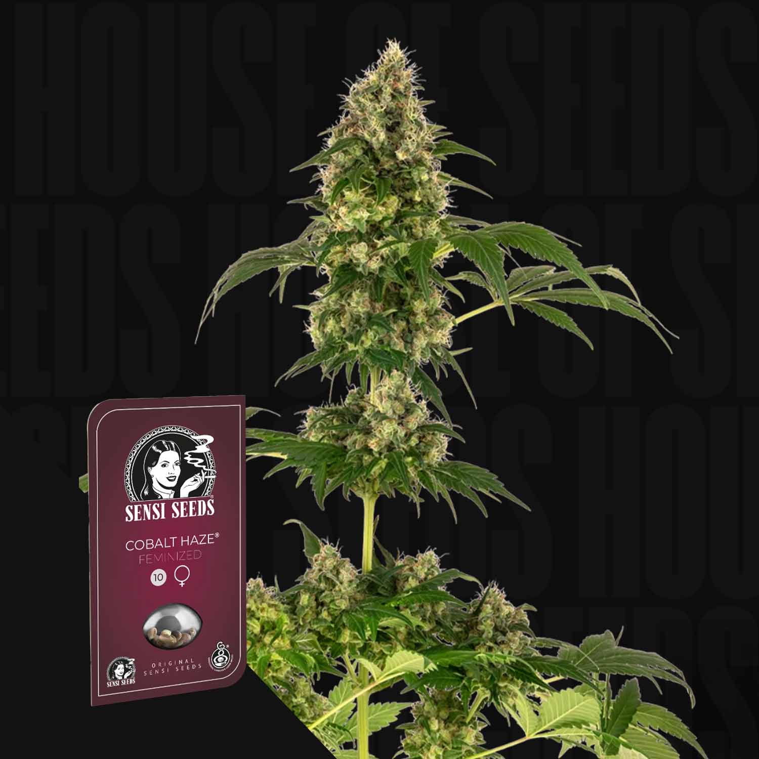 Eine hohe Cannabis-Pflanze mit dichten Knospen neben einem Sensi Seeds Cobalt Haze feminisierte Samen Pack.