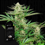 Malibu OG Gold