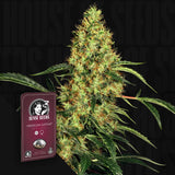 Mexican Sativa