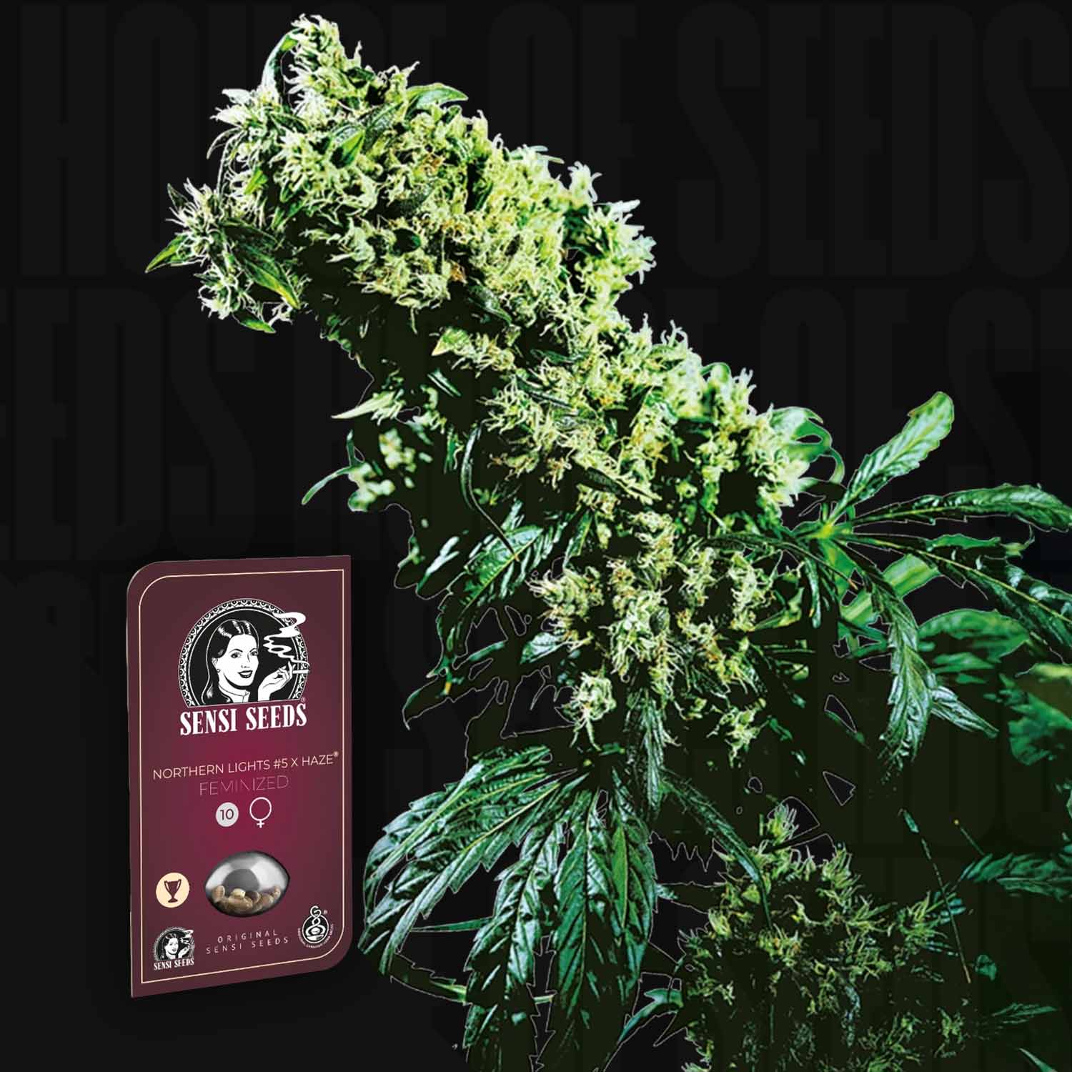 Eine Cannabis-Pflanze mit dichten Knospen neben einem Sensi Seeds Northern Lights 5# Haze Samenpaket auf einem dunklen Hintergrund.