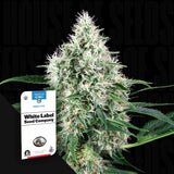 Pure Power Plant Auto