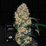 Sensi Amnesia XXL Auto