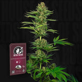 Satin Black Domina CBD