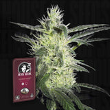 Silver Haze