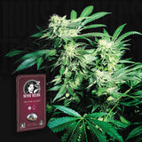 Sensi Skunk Auto