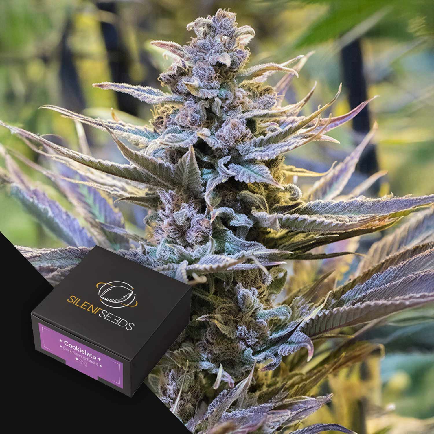 Nahaufnahme von reifen Cookielato-Cannabis-Knospen von Silent Seeds, mit einer schwarzen Markenbox unten links.