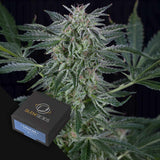 Critical Jack AUTO