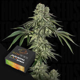 Jamaican Mountain