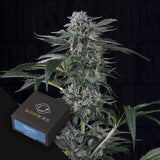 Moby Dick AUTO