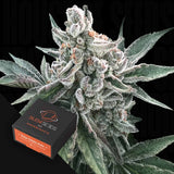 Polar Gelato AUTO