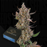 Rainbow Breath Auto