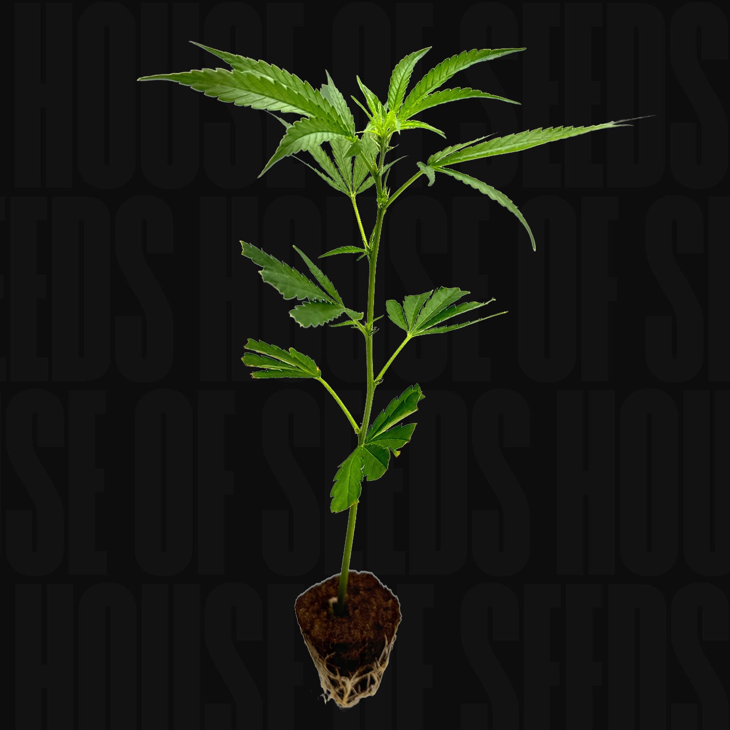 Junge Blue Zushi Cannabispflanze mit gezackten grünen Blättern in einem Erdpfropfen vor schwarzem Hintergrund