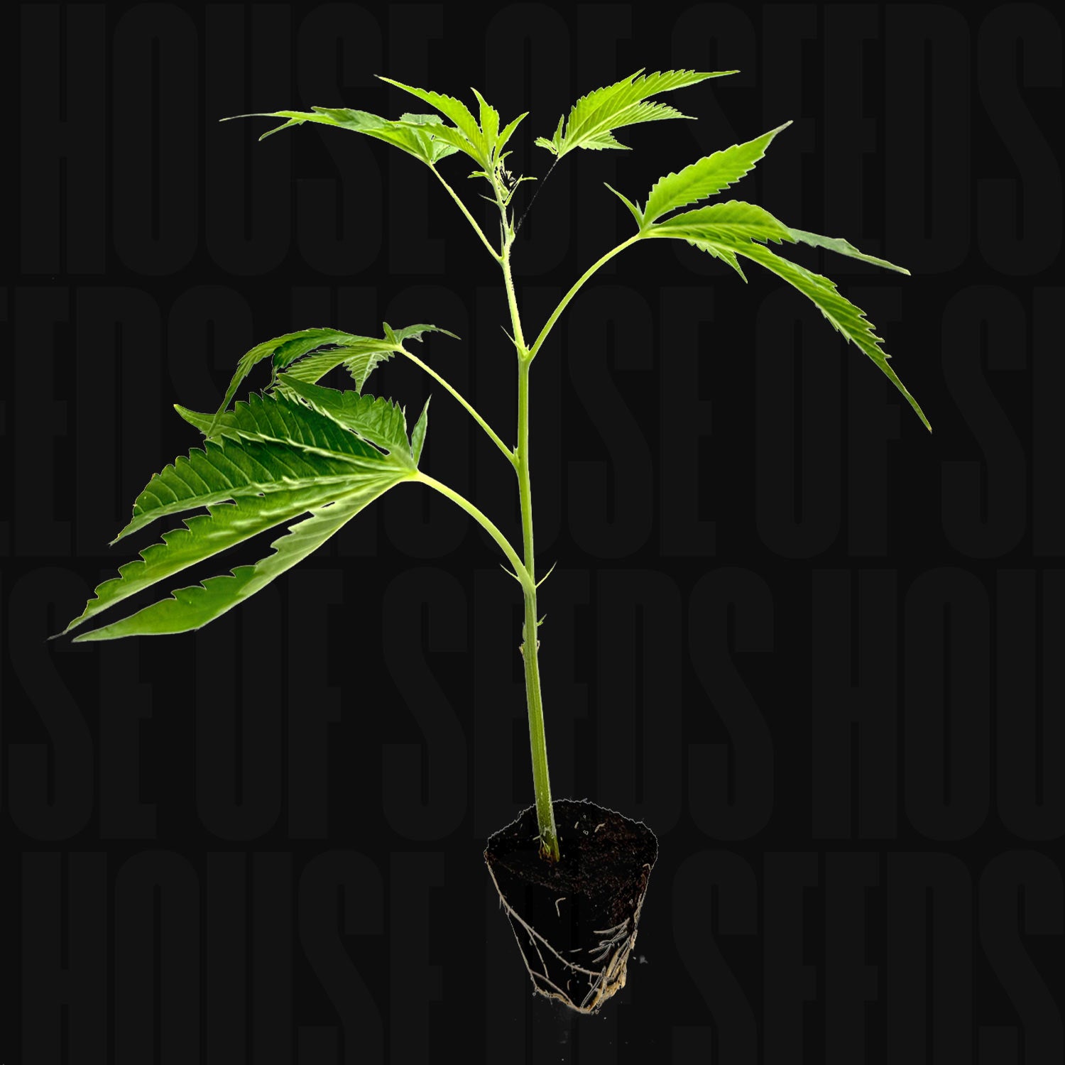 Junger Tropical Gelato Steckling im Erdpfropfen mit sichtbaren Wurzeln vor dunklem Hintergrund