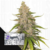 Auto Purple OG Punch