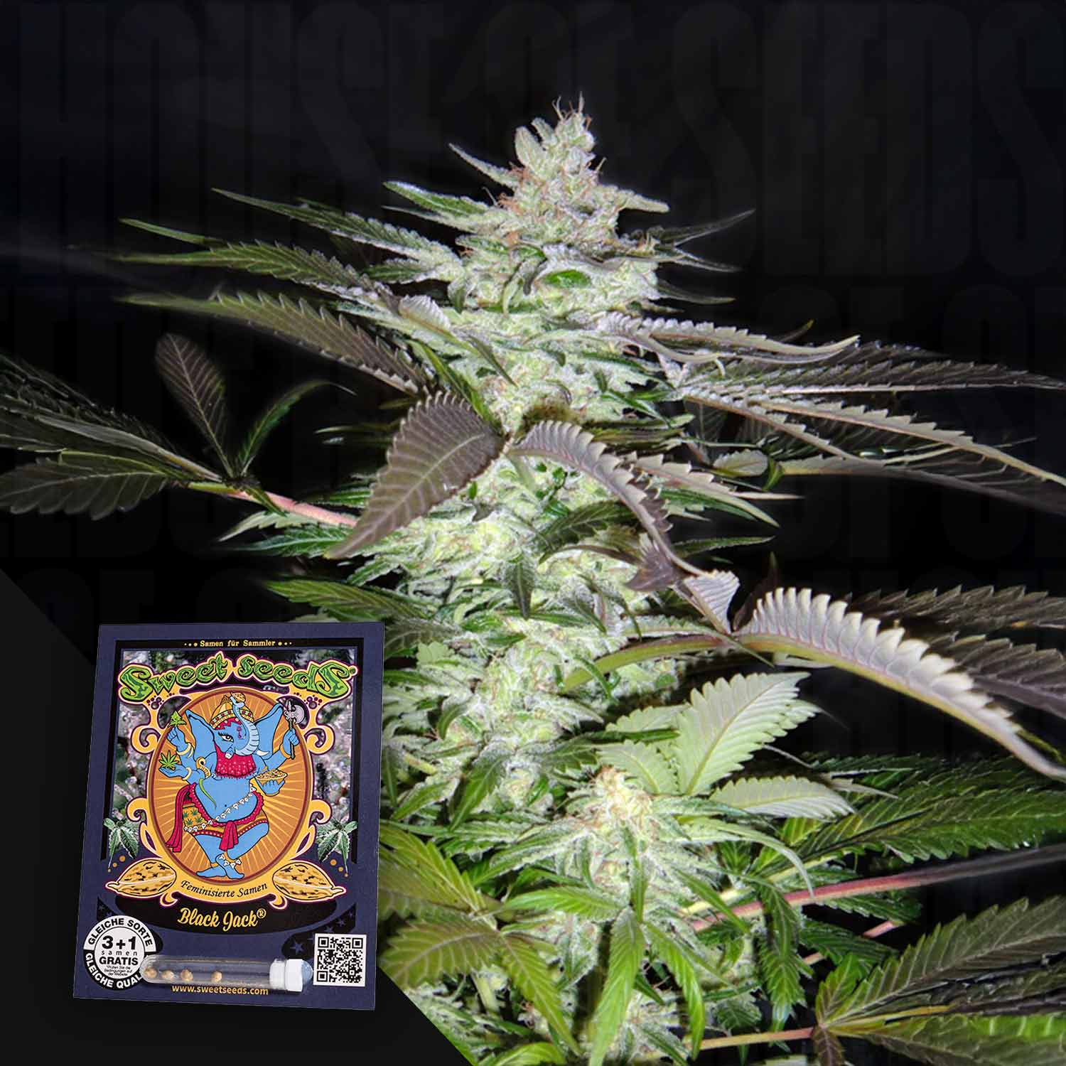 SWS-BJ-3