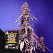 Hohe Cannabispflanze mit dichten lila Knospen, bunte Black Muffin F1 FAST Packung von Sweet Seeds mit Figur unten links