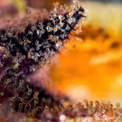 SWS-DDA-3
