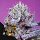Diablo's Delight XL Auto